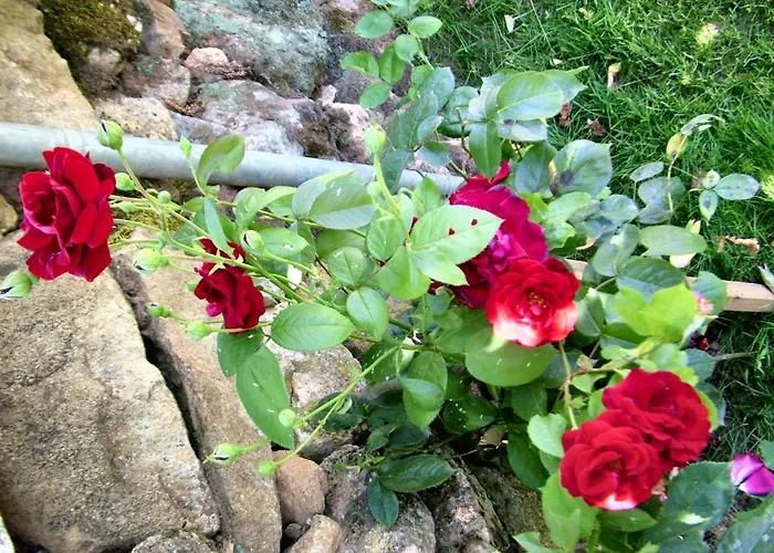 Charming House In + Fireplace *